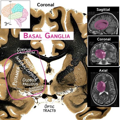 basal medical term.